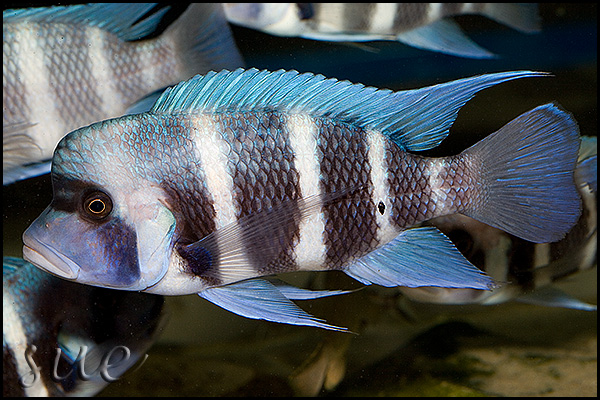 Adult male from Chaitika, Zambia.