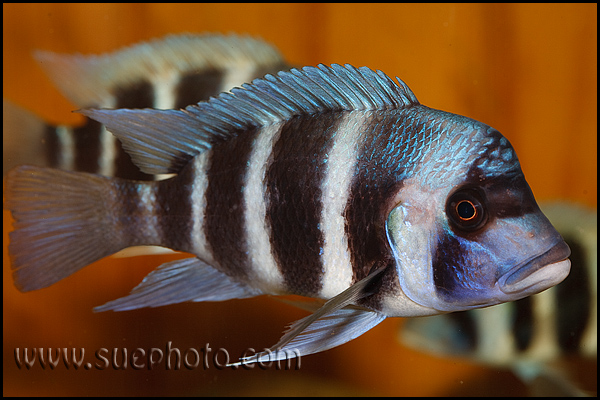 Subadult; Kantalamba, Tanzania.