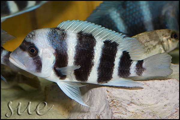 Female; Nangu, Zambia.