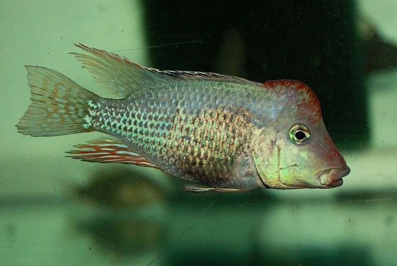 Adult male from the Slovakian aquarium trade.