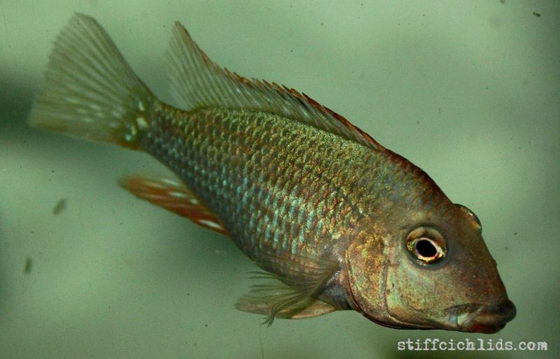 Adult female from the Slovakian aquarium trade.