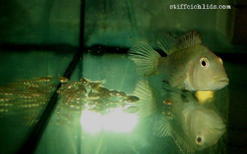Adult female with free-swimming fry.