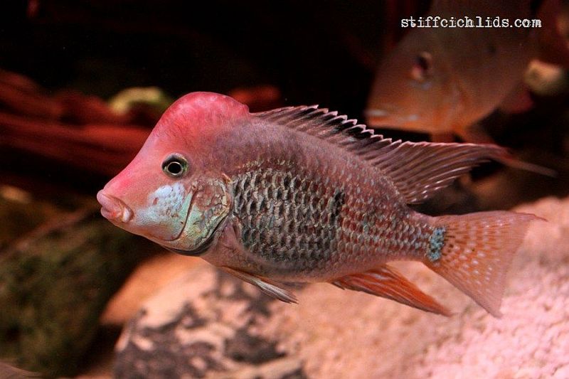 Adult male from the Slovakian aquarium trade.