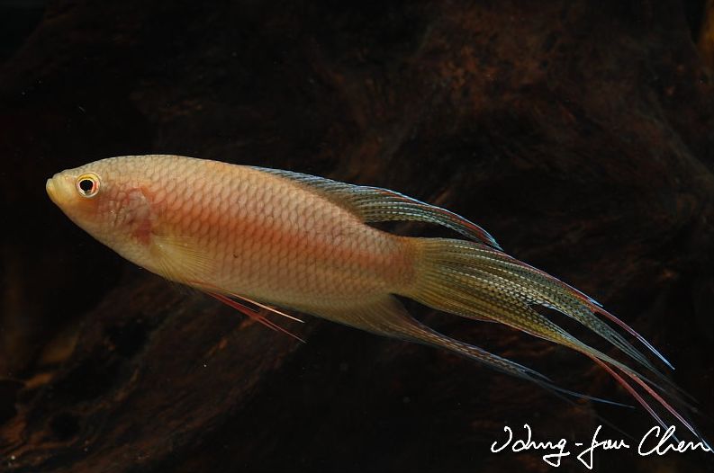 Adult male individual.