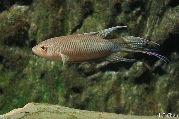 Adult male.