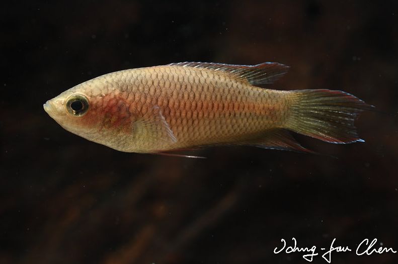Adult female.