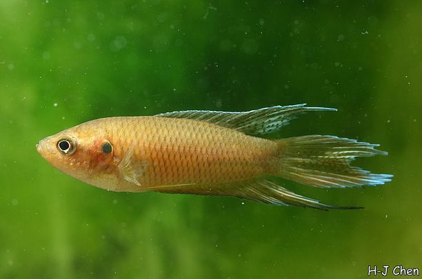 Young adult male.