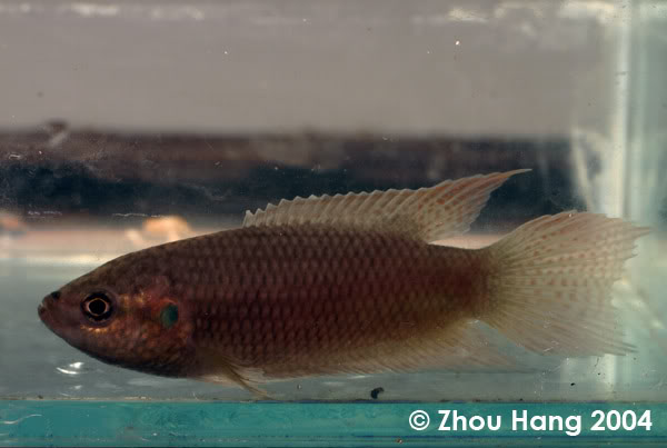 Freshly-collected wild individual.