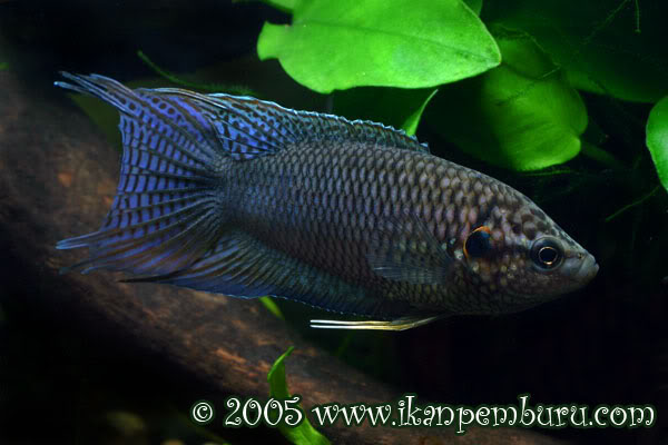 Nuptial adult male individual.