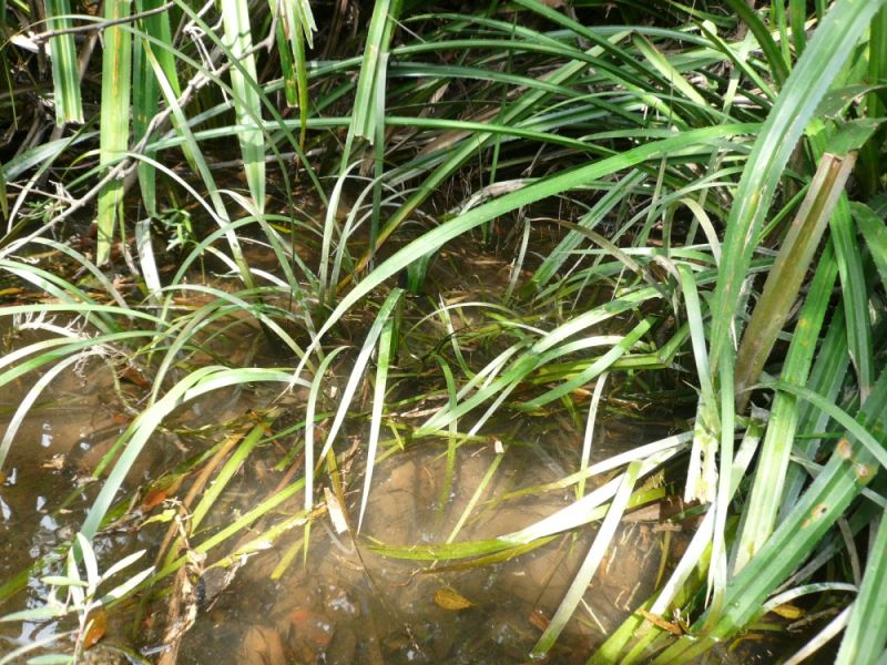 Habitat in the New Territories, Hong Kong.