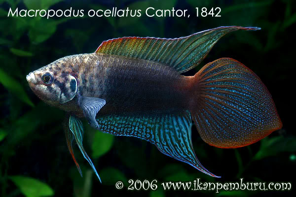 Nuptial adult male.