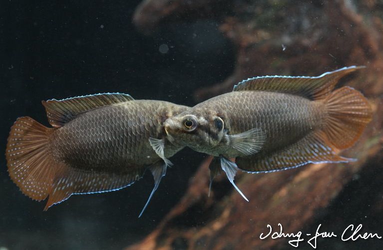 Young adult males in territorial display.