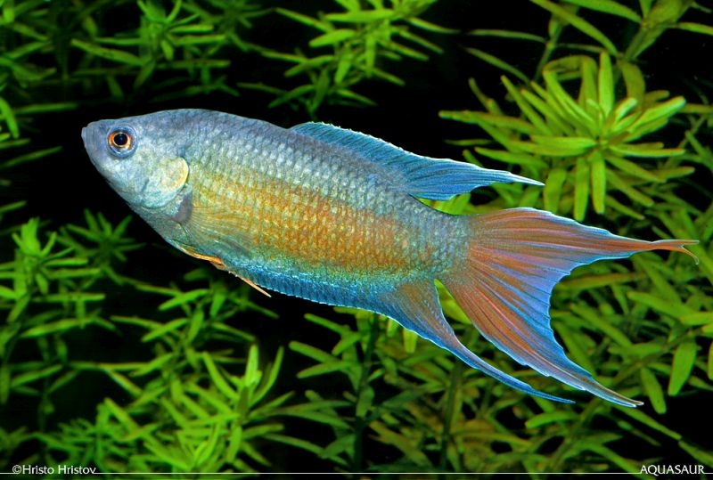 Adult male; ornamental 'blue' strain.