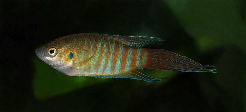 Adult male from the Danish aquarium trade; commercial strain.