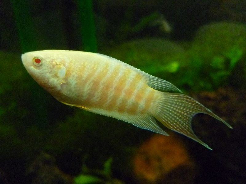 Young male; albino ornamental strain.