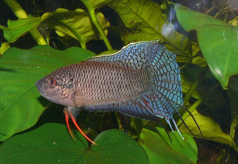 Adult male in courtship/territorial display.