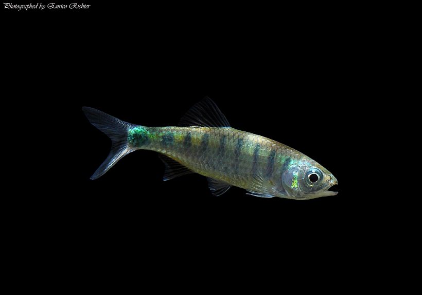 Subadult from the German aquarium trade.