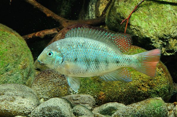 Paraneetroplus gibbiceps