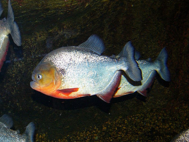 Specimen from the U.S. aquarium trade.