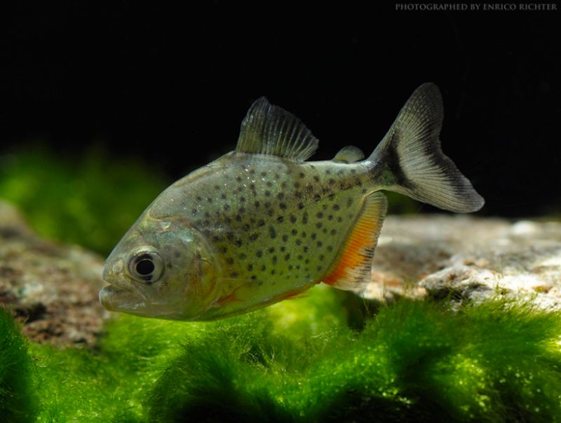 Juvenile from the German aquarium trade measuring ~ 40 mm SL; this is the age at which this species is most often offered for sale.