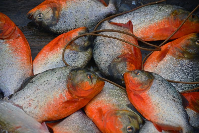 This species is an important food fish in its native countries, including the Peruvian Amazon as here.