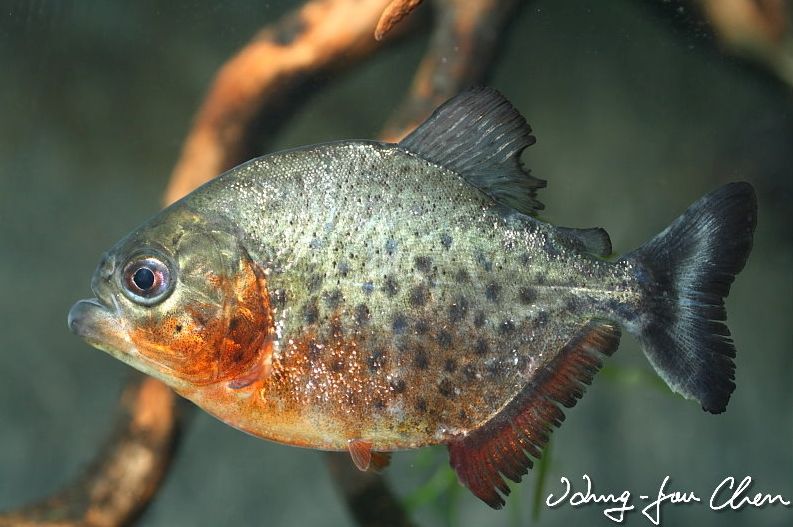Subadult from the aquarium trade.