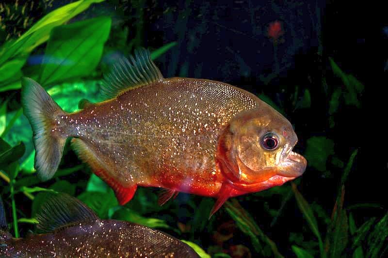 Young adult specimen.
