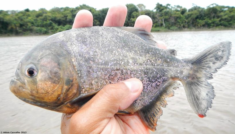 Specimen from the rio Tocantins, Brazil.