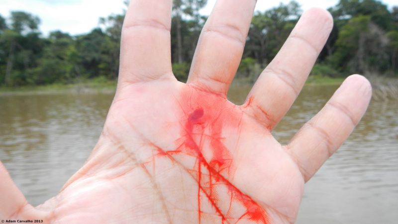 Damage caused by the specimen in the previous image.