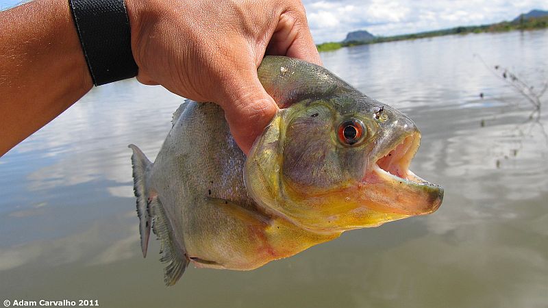 Specimen from the rio Tocantins, Brazil.