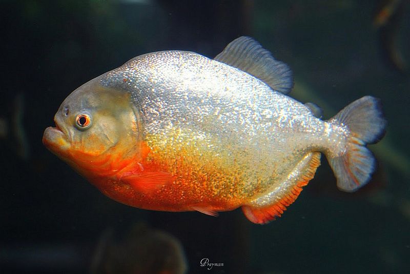 Specimen from the U.S. aquarium trade.