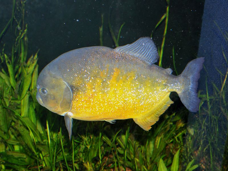 Adult individual from the U.S. aquarium trade.