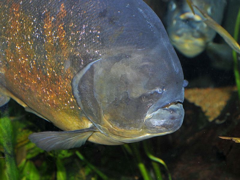 Individual missing an eye due to conspecific aggression in the confines of an aquarium.