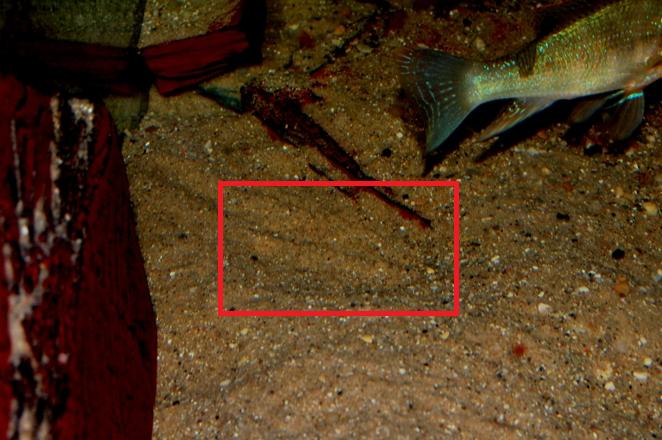 'Nest' of R. lapidifer containing fertile eggs.