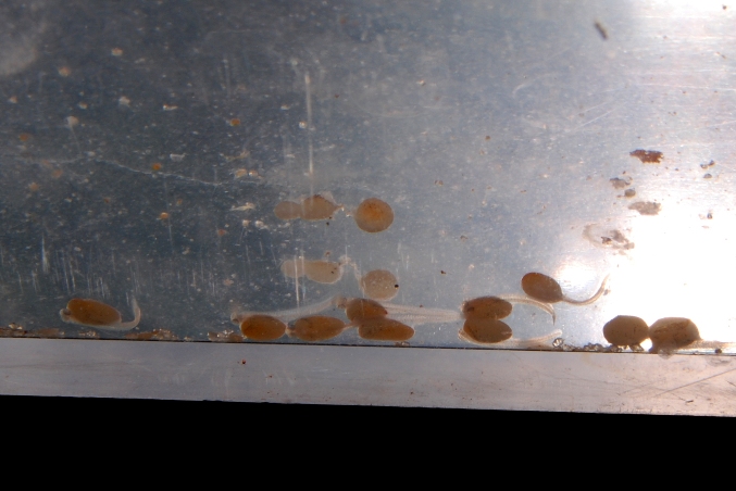 Emergent fry of R. lapidifer.