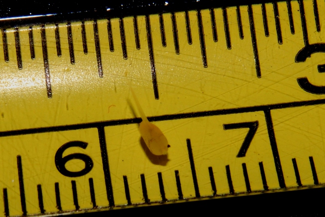 Emergent fry measure approximately 2 mm SL.