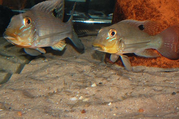 Adult pair with free-swimming fry.