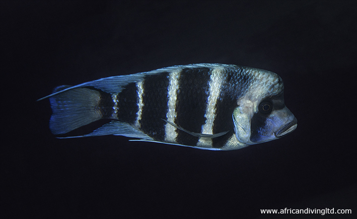 Adult male pictured in its natural habitat at Molwe, Tanzania. Water depth 40 metres.