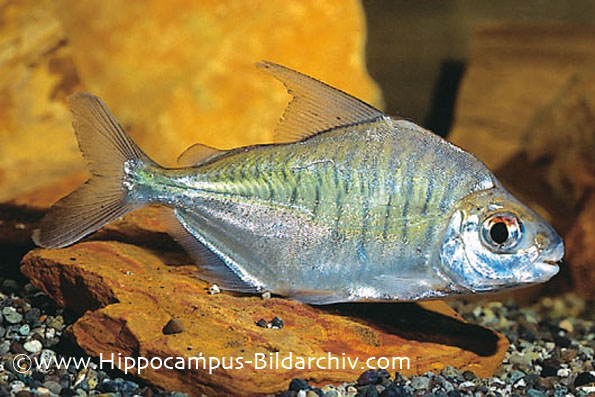 Specimen from the German aquarium trade.