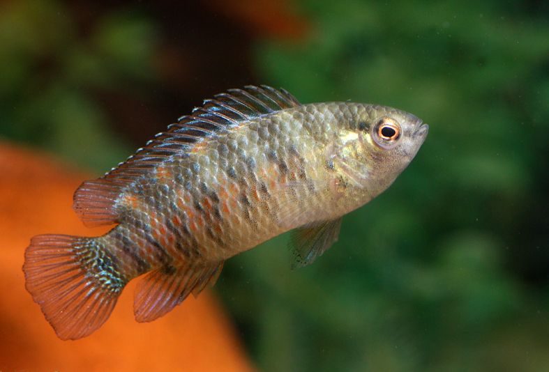Young male.