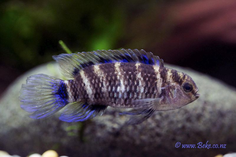 Adult male.