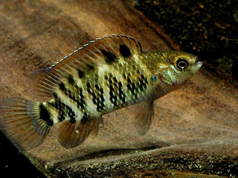 Specimen from Kokrajhar district, Assam state, northern India. This population has appeared in the ornamental trade as B. sp. 'fat face.