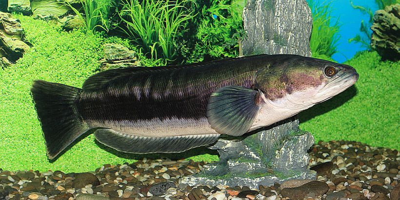 Young adult individual.