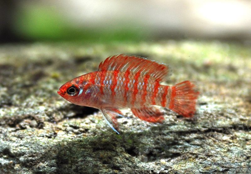 Male from the German aquarium trade.