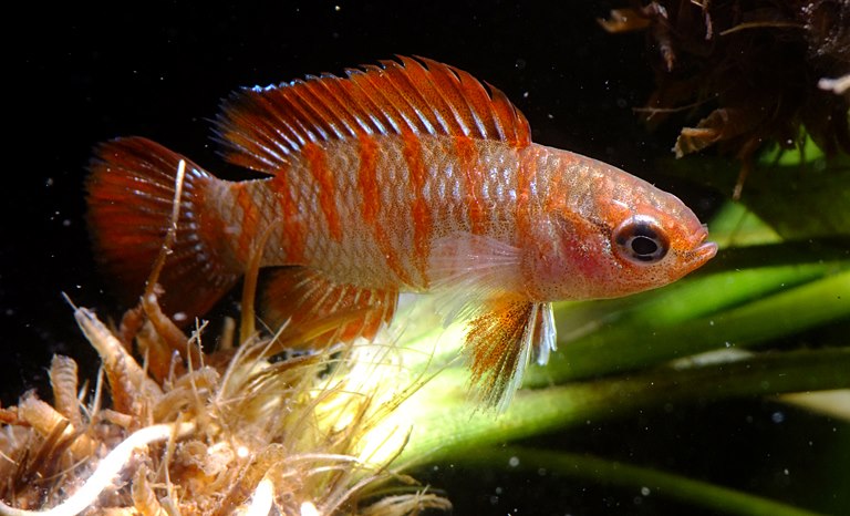 Male from West Bengal state, northern India.