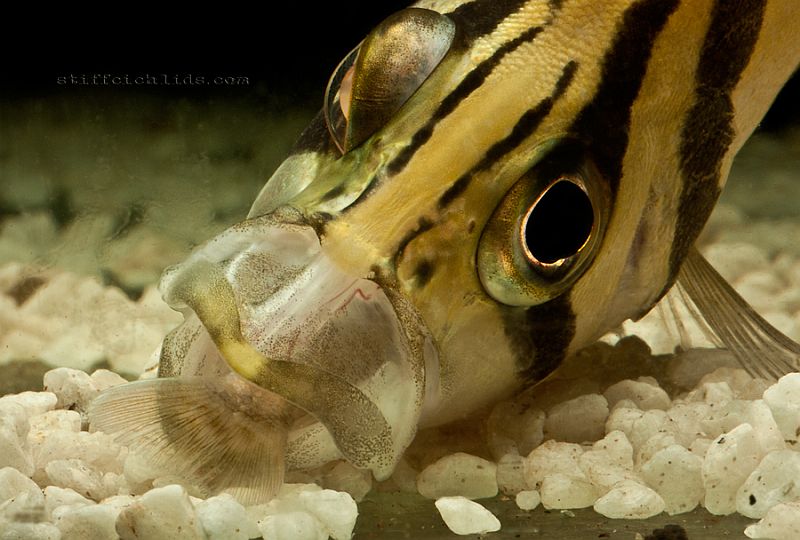Datnioides species possess protrusible mouthparts enabling them to capture relatively large prey.