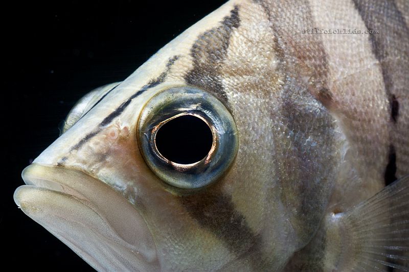 Head detail of subadult specimen.