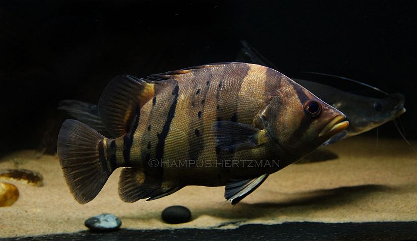 Adult individual displaying slight stress/nocturnal colour pattern.