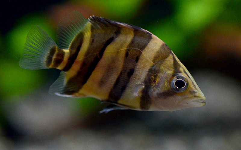 Juvenile individual.