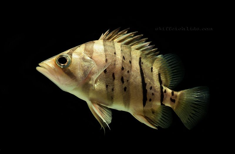 Juvenile displaying stress/nocturnal colour pattern.